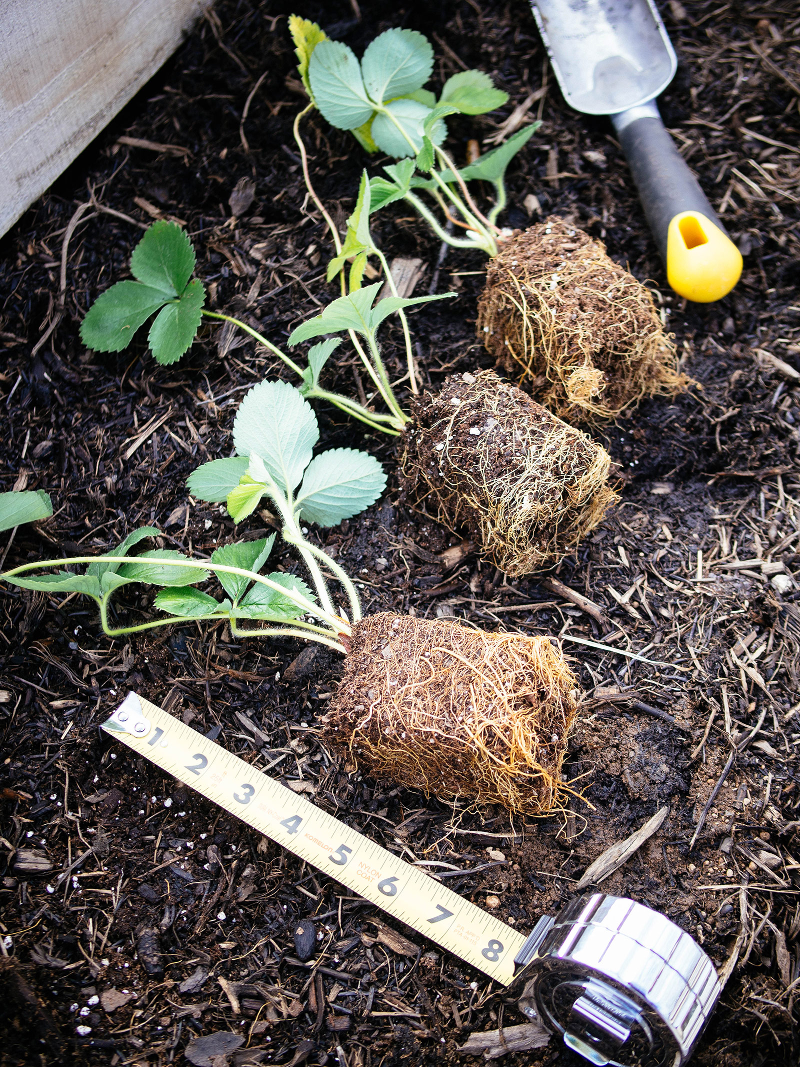 How far apart to plant strawberries for the biggest, juiciest berries