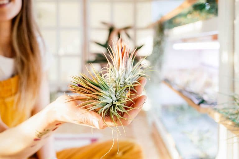 Air Plant Care 101: Complete Guide to Caring For Tillandsia